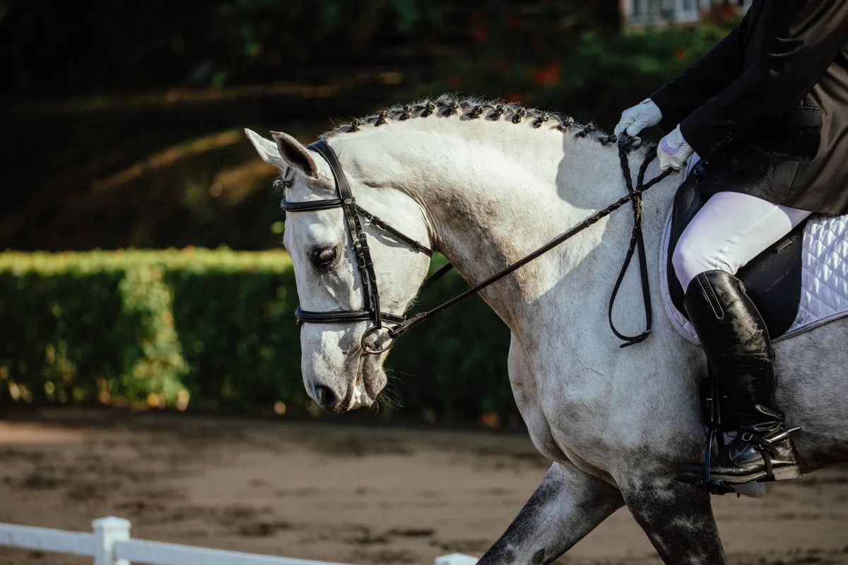 Franz Schuverer Arrue